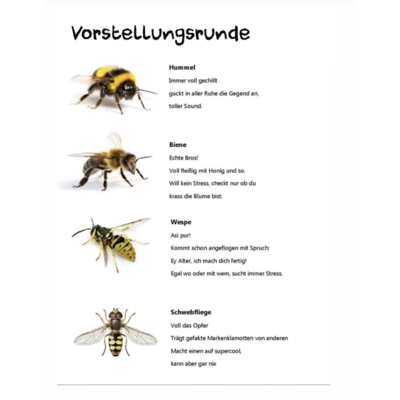 Hummel, Wespe, Schwebefliege und Honigbiene stellen sich vor