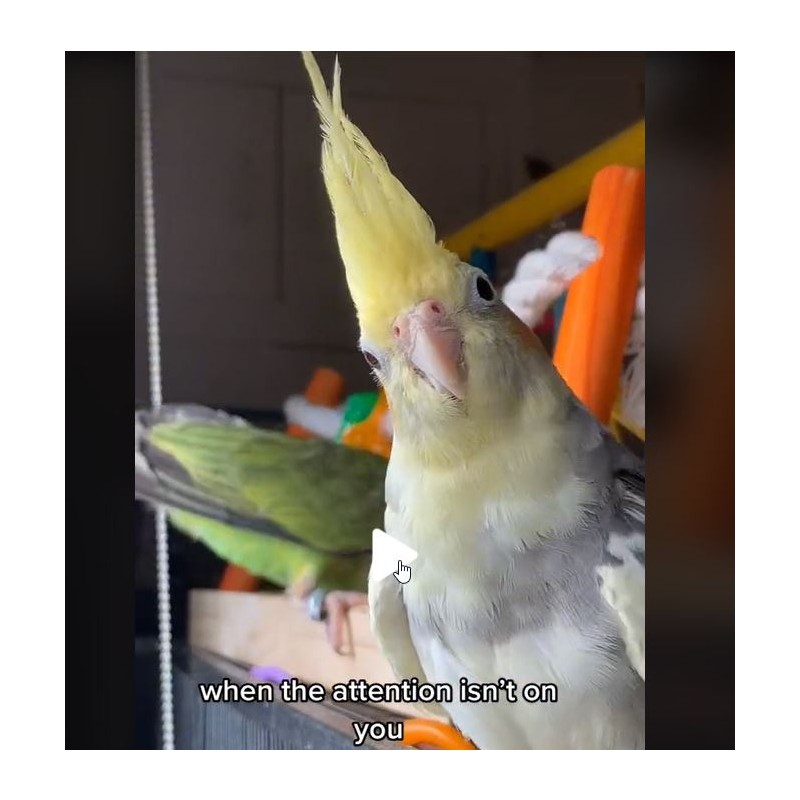 ich will Aufmerksamkeit